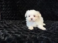 Poppy, a female Maltese for sale in Deepwater, MO – 3 of 9