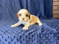 Louie, a male Cavalier King Charles Spaniel for sale in Deepwater, MO – 5 of 6