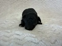 Minnie, a female Poodle - Miniature  for sale in Deepwater, MO – 1 of 6
