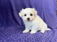 Molly, a female Maltese for sale in Deepwater, MO – 4 of 8