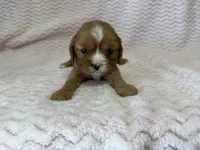 Honey, a female Cavalier King Charles Spaniel for sale in Deepwater, MO – 3 of 10