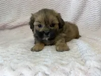 Ellie, a female Shihpoo for sale in Deepwater, MO – 2 of 10