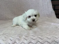 Millie, a female Maltese for sale in Deepwater, MO – 6 of 10