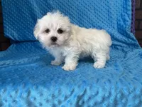 Ollie, a male Maltese for sale in Deepwater, MO – 7 of 7