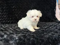 Poppy, a female Maltese for sale in Deepwater, MO – 1 of 9