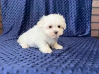Coco, a female Maltese for sale in Deepwater, MO – 4 of 9