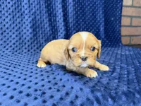 Charlie, a male Cavalier King Charles Spaniel for sale in Deepwater, MO – 6 of 8