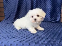 Coco, a female Maltese for sale in Deepwater, MO – 6 of 9