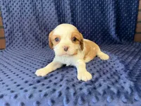 Louie, a male Cavalier King Charles Spaniel for sale in Deepwater, MO – 6 of 6