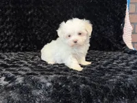 Poppy, a female Maltese for sale in Deepwater, MO – 7 of 9
