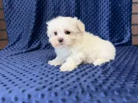 Coco, a female Maltese for sale in Deepwater, MO – 9 of 9
