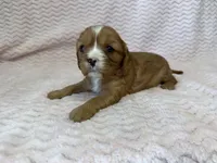 Honey, a female Cavalier King Charles Spaniel for sale in Deepwater, MO – 1 of 10
