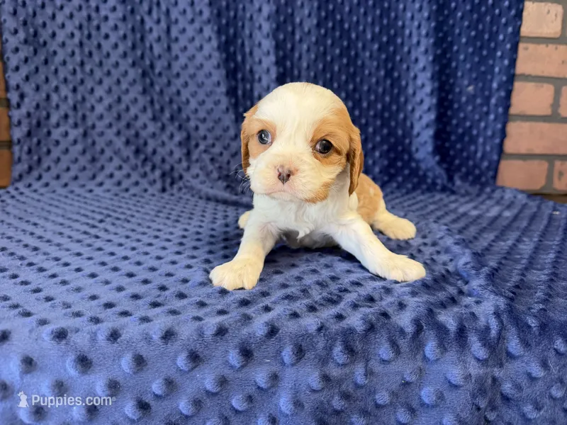 Louie – Cavalier King Charles Spaniel puppy for sale in Deepwater, MO