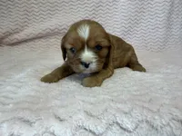 Honey, a female Cavalier King Charles Spaniel for sale in Deepwater, MO – 5 of 10