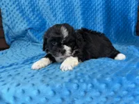 Ranger, a male Poodle - Miniature  for sale in Deepwater, MO – 9 of 10