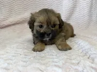 Ellie, a female Shihpoo for sale in Deepwater, MO – 6 of 10