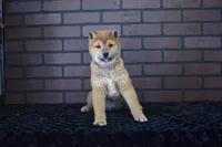 Kenji, a male Shiba Inu for sale in Deepwater, MO – Photo 1 of 7