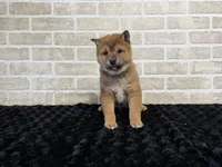 processed/404e350d-1fd3-4a1b-b7cd-b4759bde331c/listing/50b8ab36-ac73-453a-b29a-39e0b556150d/5c0c1fb1-e4f2-4186-b3f1-e25cb42f59b4