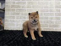 processed/404e350d-1fd3-4a1b-b7cd-b4759bde331c/listing/50b8ab36-ac73-453a-b29a-39e0b556150d/5f112a93-a7ff-4799-998f-56e5203ccd1f