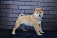 Kenji, a male Shiba Inu for sale in Deepwater, MO – Photo 2 of 7