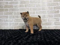 processed/404e350d-1fd3-4a1b-b7cd-b4759bde331c/listing/50b8ab36-ac73-453a-b29a-39e0b556150d/93273691-2f81-496c-9e99-72f29770bcb4