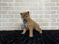 processed/404e350d-1fd3-4a1b-b7cd-b4759bde331c/listing/50b8ab36-ac73-453a-b29a-39e0b556150d/a854f7d2-5668-43ed-a710-8077397d4237