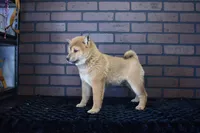 Kenji, a male Shiba Inu for sale in Deepwater, MO – Photo 7 of 7