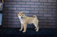 Kenji, a male Shiba Inu for sale in Deepwater, MO – Photo 6 of 7