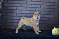 Kenji, a male Shiba Inu for sale in Deepwater, MO – Photo 3 of 7