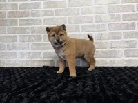 processed/404e350d-1fd3-4a1b-b7cd-b4759bde331c/listing/50b8ab36-ac73-453a-b29a-39e0b556150d/d046823a-4f5a-4ff5-a503-d79bfaa843ad