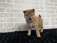 processed/404e350d-1fd3-4a1b-b7cd-b4759bde331c/listing/50b8ab36-ac73-453a-b29a-39e0b556150d/da46c8a8-776a-48eb-b97c-ba206849eff8