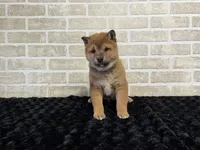 processed/404e350d-1fd3-4a1b-b7cd-b4759bde331c/listing/50b8ab36-ac73-453a-b29a-39e0b556150d/dc9f68b9-c145-465c-828e-be6d50f4d72d