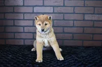 Kenji, a male Shiba Inu for sale in Deepwater, MO – Photo 4 of 7