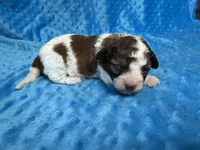Scooter, a male Shihpoo for sale in Deepwater, MO – 7 of 8