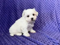 Molly, a female Maltese for sale in Deepwater, MO – 2 of 8