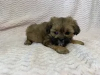 Ellie, a female Shihpoo for sale in Deepwater, MO – 8 of 10