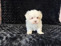Poppy, a female Maltese for sale in Deepwater, MO – 5 of 9