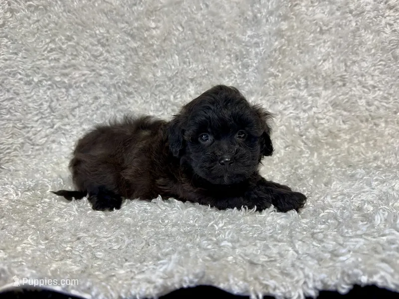 Louie – Shihpoo puppy for sale in Deepwater, MO