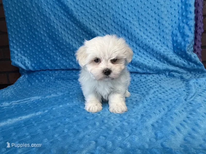 Ollie – Maltese puppy for sale in Deepwater, MO