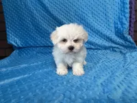 Ollie, a male Maltese for sale in Deepwater, MO – 1 of 7