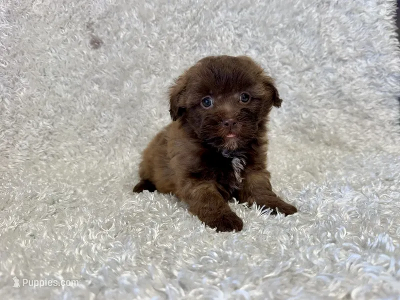 Maisie – Shihpoo puppy for sale in Deepwater, MO
