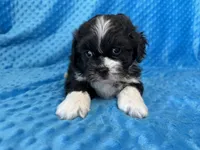 Ranger, a male Poodle - Miniature  for sale in Deepwater, MO – 5 of 10