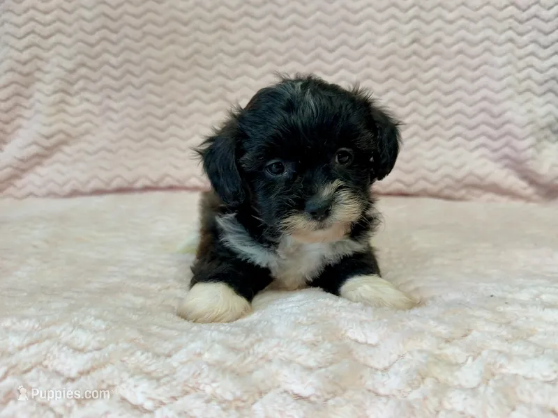 Winnie – Shihpoo puppy for sale in Deepwater, MO