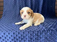 Rocky, a male Cavalier King Charles Spaniel for sale in Deepwater, MO – 4 of 9
