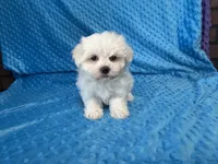 Ollie, a male Maltese for sale in Deepwater, MO – 3 of 7
