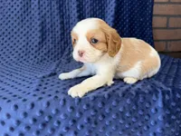 Rocky, a male Cavalier King Charles Spaniel for sale in Deepwater, MO – 8 of 9