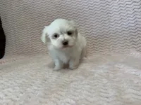 Millie, a female Maltese for sale in Deepwater, MO – 3 of 10