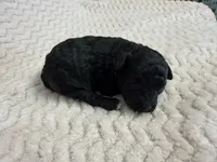 Minnie, a female Poodle - Miniature  for sale in Deepwater, MO – 4 of 6