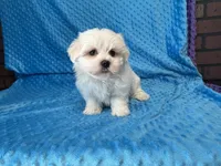 Ollie, a male Maltese for sale in Deepwater, MO – 6 of 7