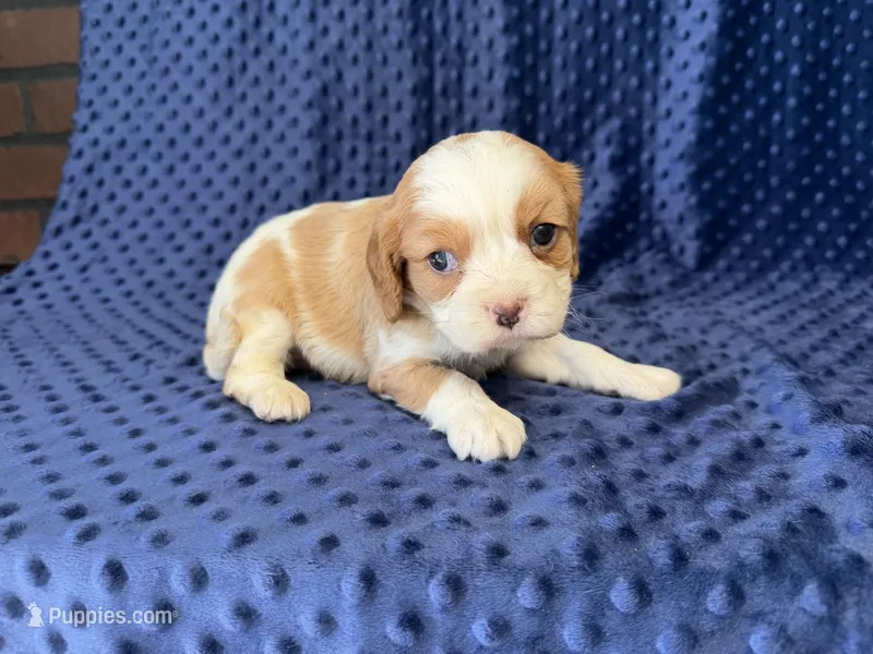 Rocky – Cavalier King Charles Spaniel puppy for sale in Deepwater, MO